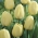 Tulipan Ivory Floradale - GIGA paczka! - 250 szt.