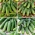 Nasiona ogórków gruntowych - zestaw 4 odmian