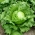 Nasiona rzodkiewki i sałaty - zestaw 4 odmian