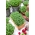 Microgreens – Rzeżucha - młode listki o unikalnym smaku - 1800 nasion