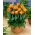 Tulipan Orange Princess - GIGA paczka! - 250 szt.