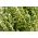 Cząber ogrodowy - ekoschematy miododajne, dotacje ARiMR - 1 kg nasion