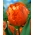 Tulipan Orange Favourite - GIGA paczka! - 250 szt.