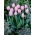 Tulipan jasnoróżowy - Light Pink - duża paczka! - 50 szt.