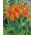 Tulipan liliokształtny pomarańczowy - Lilyflowering orange - GIGA paczka! - 250 szt.