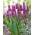 Tulipan liliokształtny fioletowy - Lilyflowering purple - duża paczka! - 50 szt.
