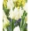 Tulipan Agrass Parrot - duża paczka! - 50 szt.