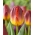 Tulipan Amberglow - GIGA paczka! - 250 szt.
