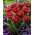 Tulipan Cranberry Thistle - duża paczka! - 50 szt.