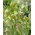 Szachownica hermońska - Fritillaria hermonis ssp. amana - duża paczka! - 50 szt.