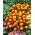 Aksamitka rozpierzchła anemonowa - 350 nasion