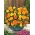 Aksamitka wielkokwiatowa Mona - mieszanka - 300 nasion