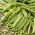 Groch siewny łuskowy Cud Kelvedonu - o nasionach pomarszczonych