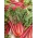 Burak liściowy Rhubarb Chard - czerwony - 225 nasion