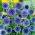 Przegorzan pospolity - Echinops ritro - niebieski
