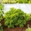 BIO Pietruszka naciowa Moss Curled 2 - Certyfikowane nasiona ekologiczne - 3000 nasion