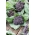 Brokuł fioletowy - Miranda - 300 nasion