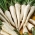 Pietruszka Alba - korzeniowa - 50 gram - nasiona profesjonalne dla każdego
