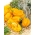 Papryka Habanero Yellow - ostra, żółta