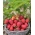 Truskawka Sandra - bardzo wczesna, długie, stożkowe owoce - 500 sadzonek