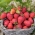 Truskawka Sandra - bardzo wczesna, długie, stożkowe owoce - 100 sadzonek XL