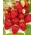 Truskawka Malling Vitality - wczesna, o bardzo atrakcyjnych owocach - 20 sadzonek XL