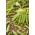 Groch siewny łuskowy Cud Kelvedonu - o nasionach pomarszczonych