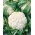 Kalafior Delta - biały do uprawy wiosennej, letniej i jesiennej - 270 nasion