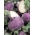 Kalarepa Blankyt - fioletowa, bardzo odporna - 260 nasion