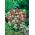 Ostrogowiec czerwony - kolorowa mieszanka