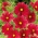 Onętek, Kosmos wielkokwiatowy Tetra Versailles - red