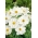 Onętek, Kosmos wielkokwiatowy Tetra Versailles - white