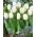 Tulipan White Flag - 5 szt.