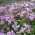 Gęsiówka alpejska wielkokwiatowa różowa - 2350 nasion