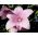 Platykodon wielkokwiatowy, Rozwar - różowy - 110 nasion