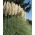 Trawa pampasowa - biała - 156 nasion