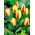 Tulipan Gluck - 5 cebulek