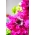 Petunia o kwiatach strzępiastych - amarantowa - 80 nasion