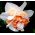 Narcyz pełny Flower Drift  - 5 cebul