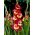 Gladiolus - Mieczyk Far West - 5 cebulek