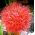 Krasnokwiat wielkokwiatowy - 1 cebula