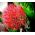 Krasnokwiat wielkokwiatowy - 1 cebula