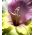 Gladiolus - Mieczyk Mon Amour - 5 cebulek