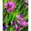 Babiana Kew Hybrids - mix kolorów - 10 cebulek