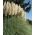 Trawa pampasowa biała - sadzonka