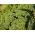 Pietruszka naciowa - Moss Curled 2 - 1200 nasion