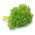 Pietruszka naciowa - Moss Curled - 1200 nasion