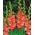 Gladiolus - Mieczyk Frizzled Coral Lace - 5 cebulek