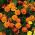 Aksamitka rozpierzchła - pomarańczowa - 300 nasion