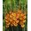 Gladiolus - Mieczyk Princess Margaret Rose - 5 cebulek